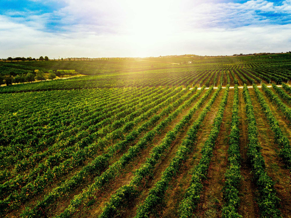 Land of Plenty